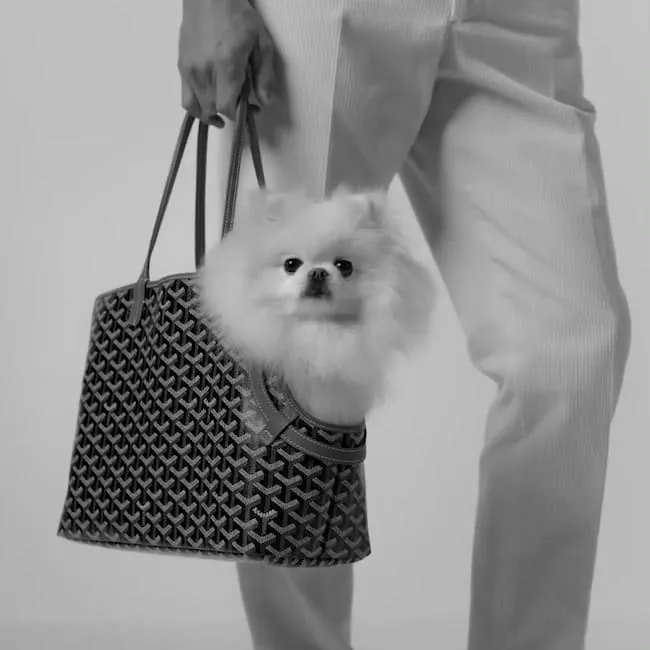 video Chien Gris bag